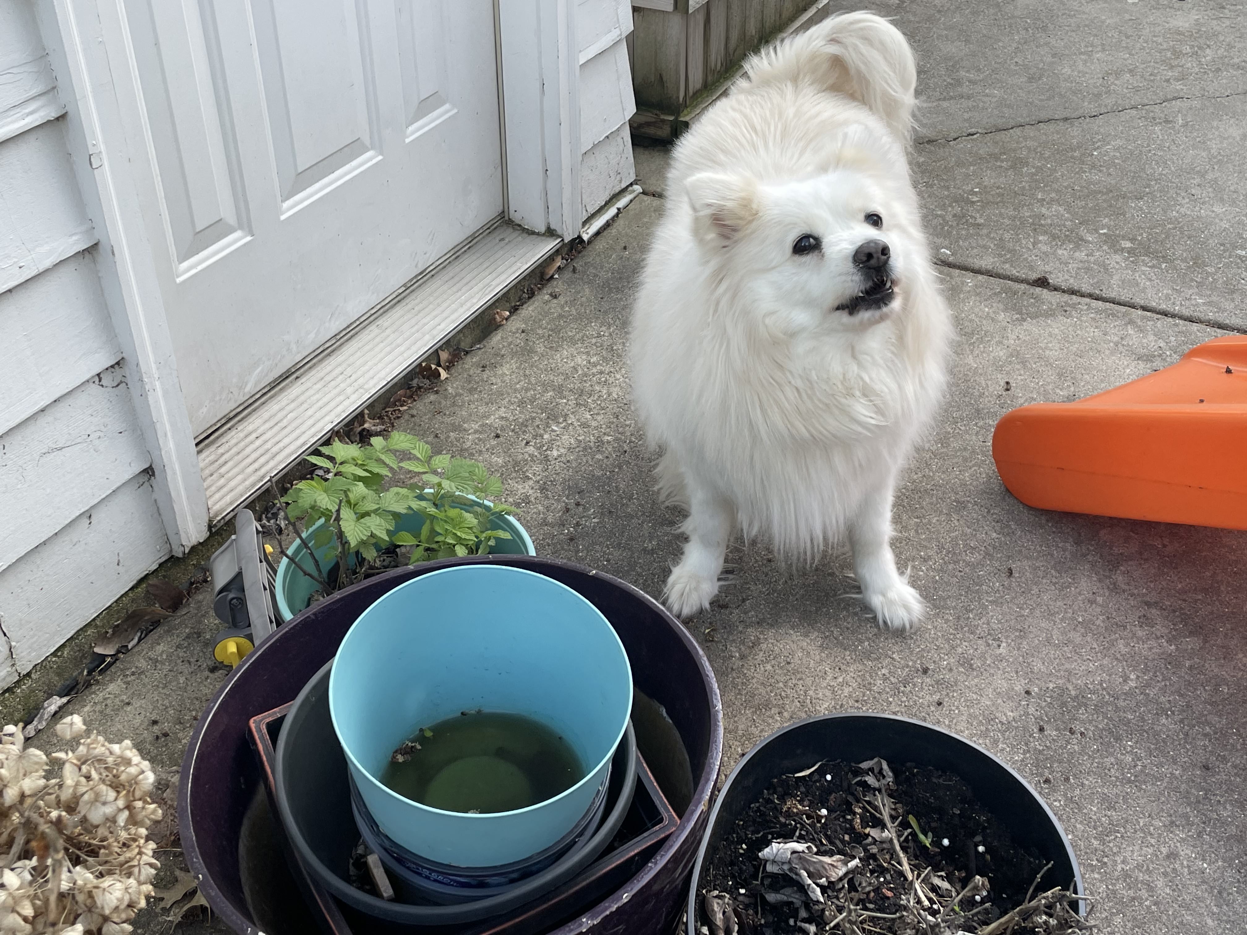 Dog in grass